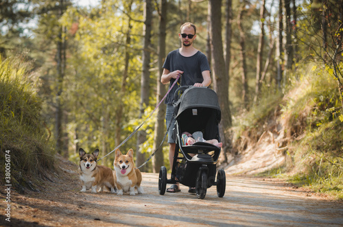 a man walking with a three wheel baby stroller and 2 welsh corgi pembroke dogs  photo
