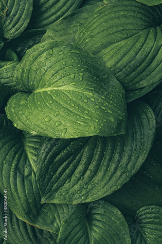 Texture of a bright fresh leaf of lily and drops of morning dew. Natural green background 