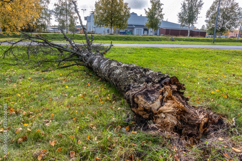 Fallen birch tree in city after windy weather, green grass, old rotten trunk. Close right side view, whole tree is seen in photo Fallen birch tree in city after windy weather, green grass, old rotten trunk. Close right side view, whole tree is seen in photo