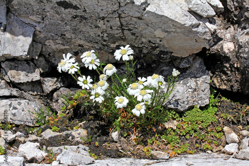 piccole margherite di montagna (Achillea barrellieri) photo