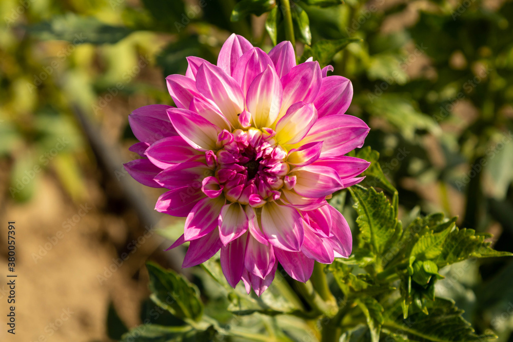 Fototapeta premium Kwiat polny