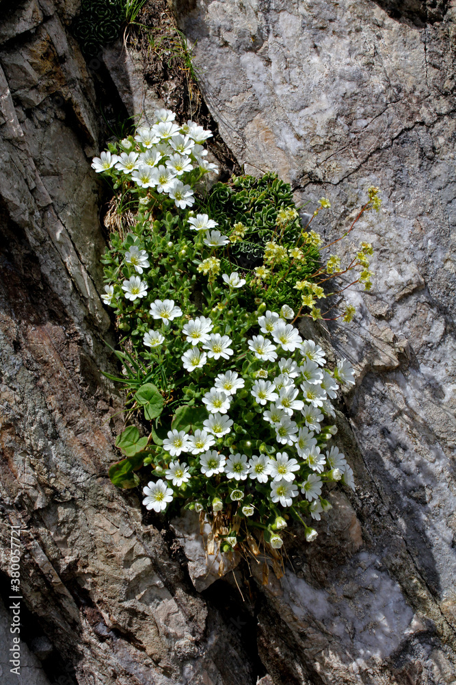bianchi fiori di cerastio (Cerastium latifolium) in una fessura bianchi fiori di cerastio (Cerastium latifolium) in una fessura