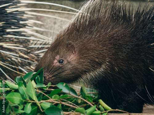 Large porcupine (Hystrix brachyur) photo