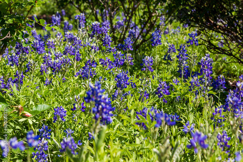 Texas Bluebonnets in the summer sun in a green field