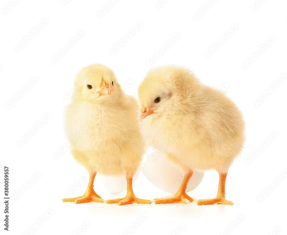 Fototapeta premium Cute hatched chicks on white background