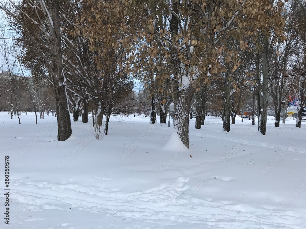 trees in snow trees in snow