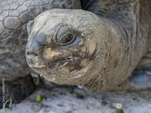 giant tortoise head