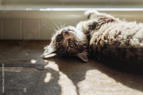 kitten dozing in a patch of sunlight on a table by the window photo