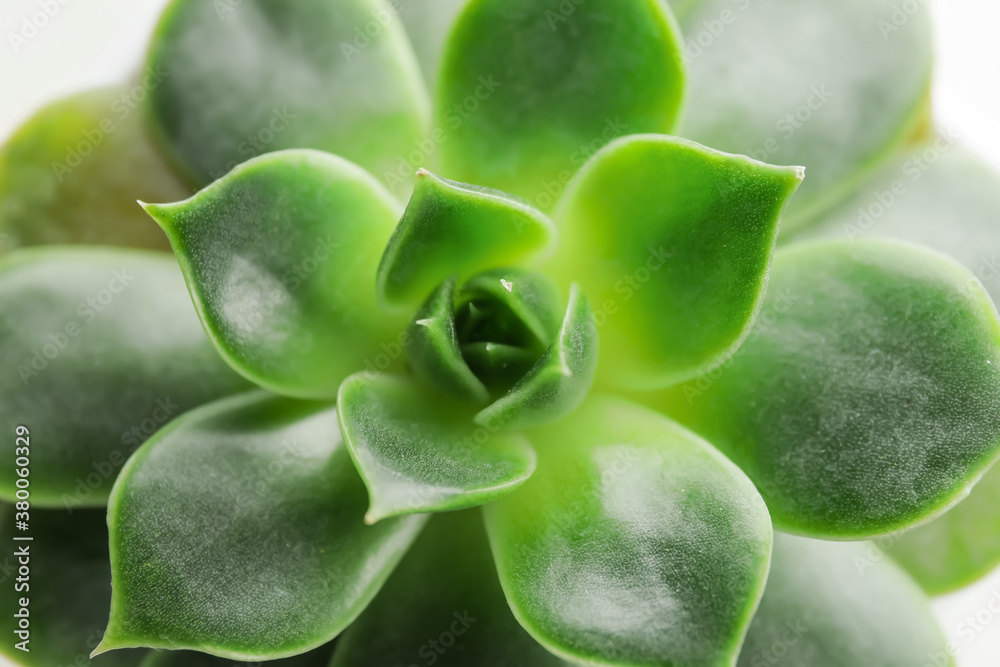 View of green succulent, closeup View of green succulent, closeup