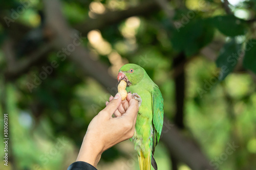 Hand of a little girl holding a green parrot while is eating peanuts that she is giving to the parrot in a park in London