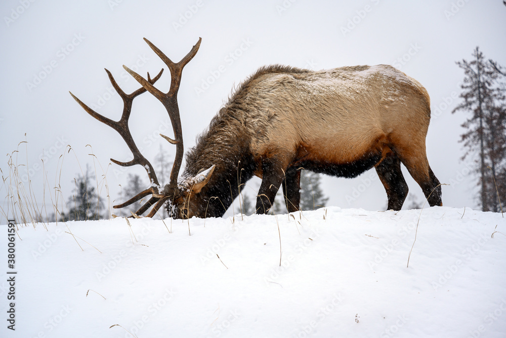 Wild Elk or also known as Wapiti (Cervus canadensis) in Jasper National Park, Alberta, Canada Wild Elk or also known as Wapiti (Cervus canadensis) in Jasper National Park, Alberta, Canada