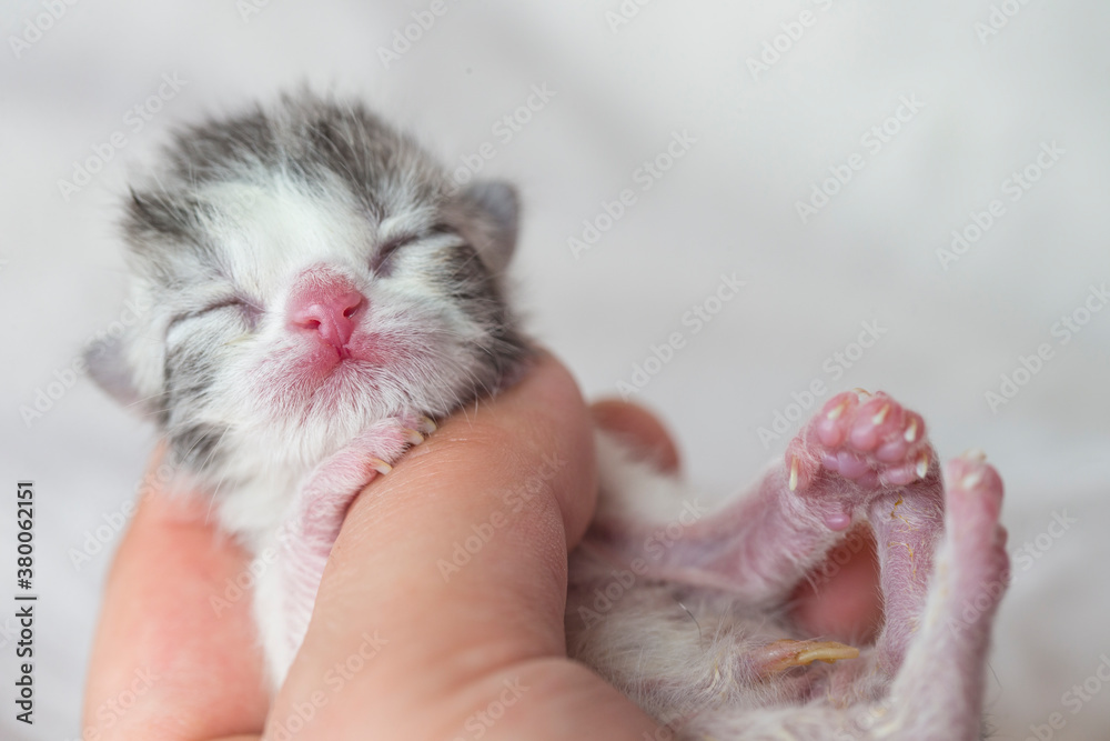 One newborn cat in palm indoor One newborn cat in palm indoor