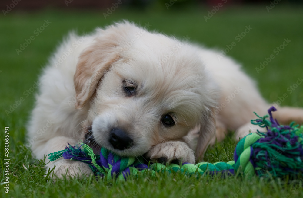 Nine week old 'Amber' the Golden Retriever puppy. Nine week old 'Amber' the Golden Retriever puppy.
