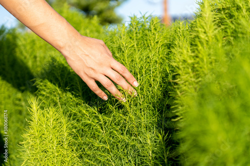 a woman runs her hand through a lush green hedge in the radiant mid-afternoon sun, has various shades of green in the image