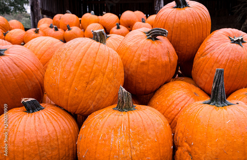 Halloween pumpkins on sale at a pumpkin farm in Tennessee, United States of America