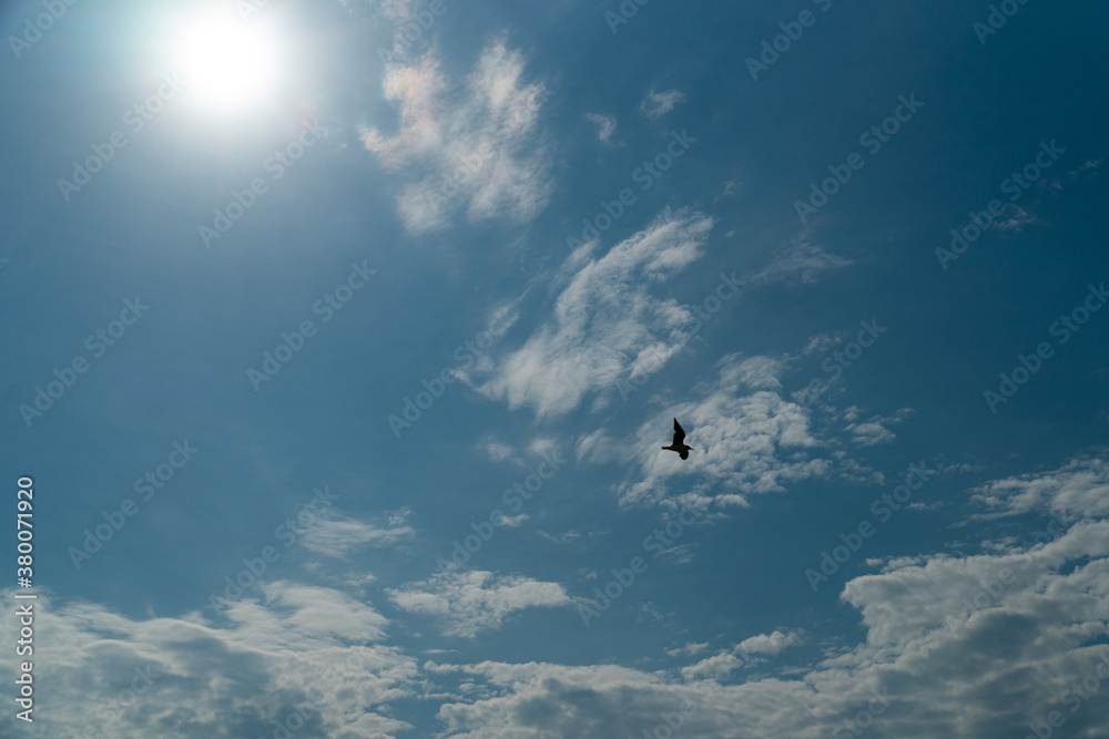 Fototapeta premium bird flying over the ocean in the cloudy sunny sky looking for prey