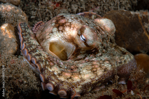 Fototapeta Naklejka Na Ścianę i Meble -  Octopus bimaculoides, California Two-spot Octopus.