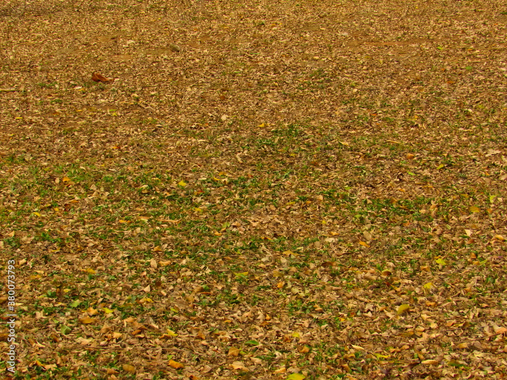 abstract autumnal background, consisting of a lawn completely covered by dry leaves. abstract autumnal background, consisting of a lawn completely covered by dry leaves.