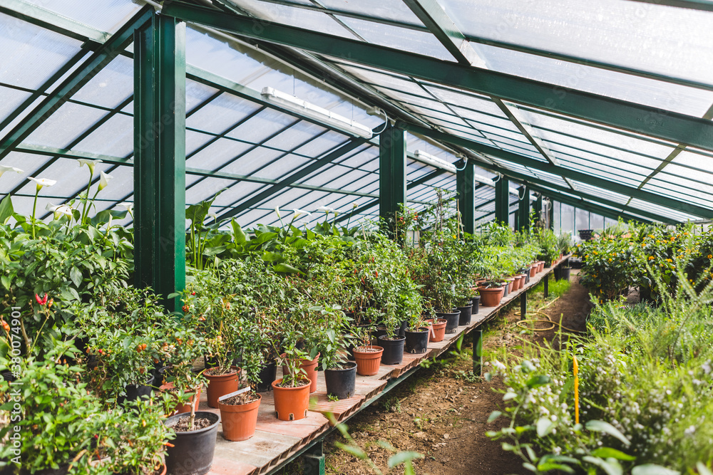 Plants and Flowers for Sale Inside a Greenhouse Plants and Flowers for Sale Inside a Greenhouse