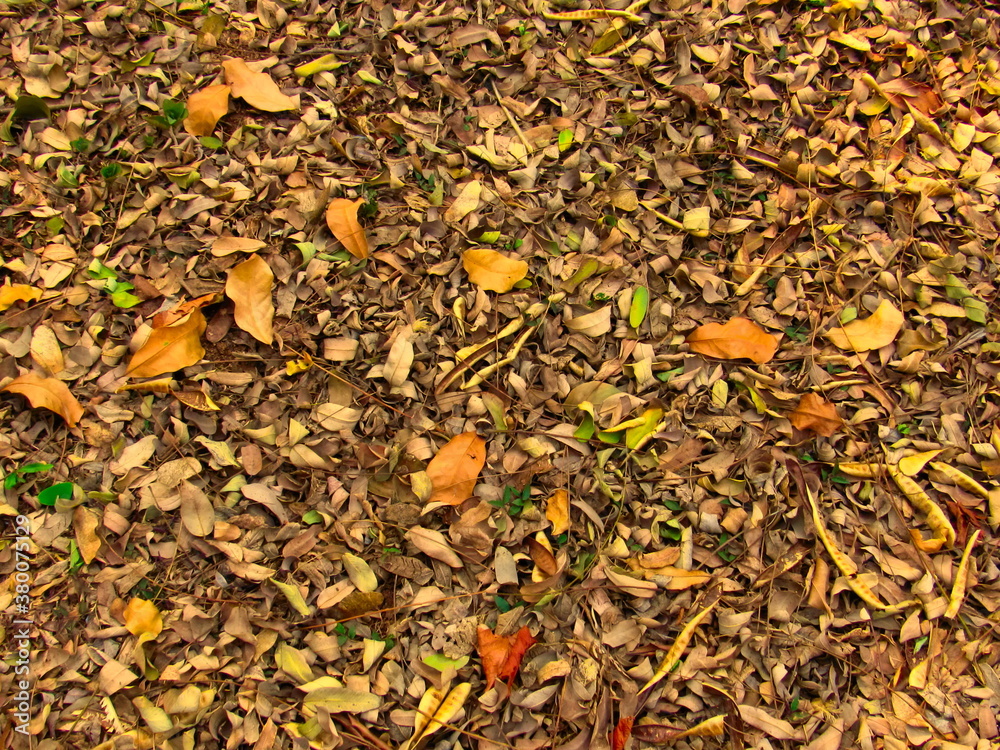 abstract autumnal background of dry leaves with different shapes and colors covering the soil. abstract autumnal background of dry leaves with different shapes and colors covering the soil.