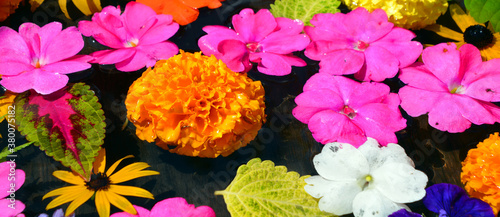 Varieties of flower flotting in water photo