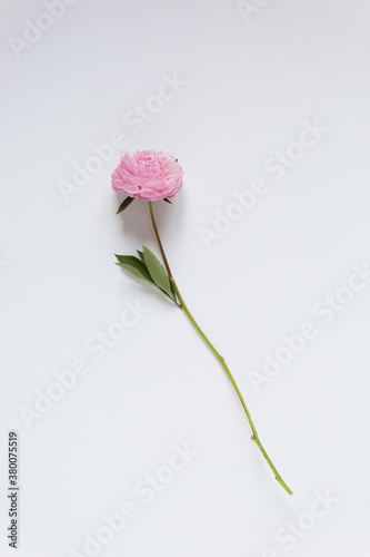 Single Peony on White photo