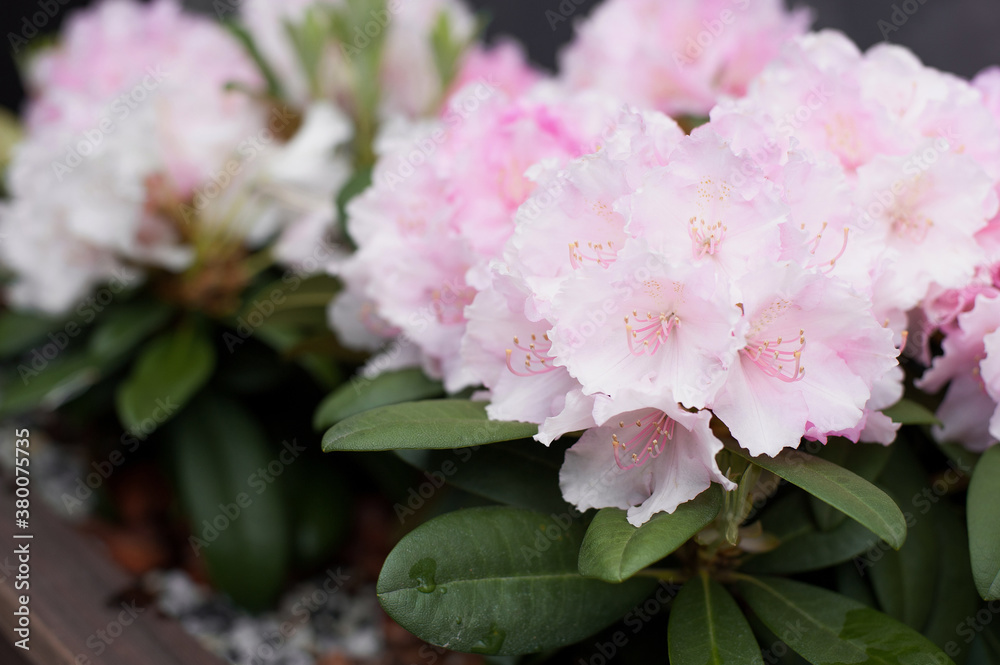 Azalea in blossom Azalea in blossom