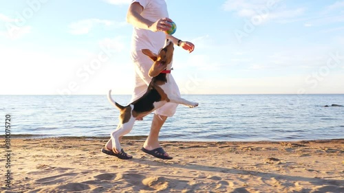 Playful young dog run with owner by beach, jump and try to catch toy. Man tease puppy, raise hand up and pet miss. Funny drop ears fly in air, slow motion shot of happy two