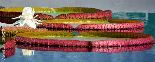 Victoria amazonica is a species of flowering plant, the largest of the Nymphaeaceae family of water lilies. It is the National flower of Guyana.