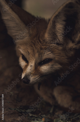 Small baby fox in burrow. photo