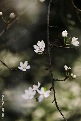 Spring has sprung: plum tree flowering in garden