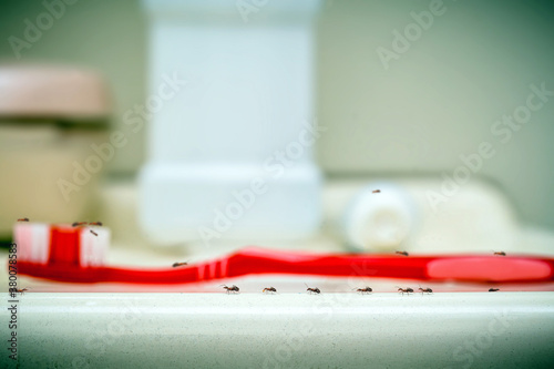 common ants, inside the bathroom, home pest, insect transmitting diseases photo