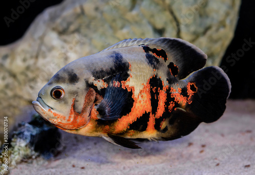 oscar cichlid fish