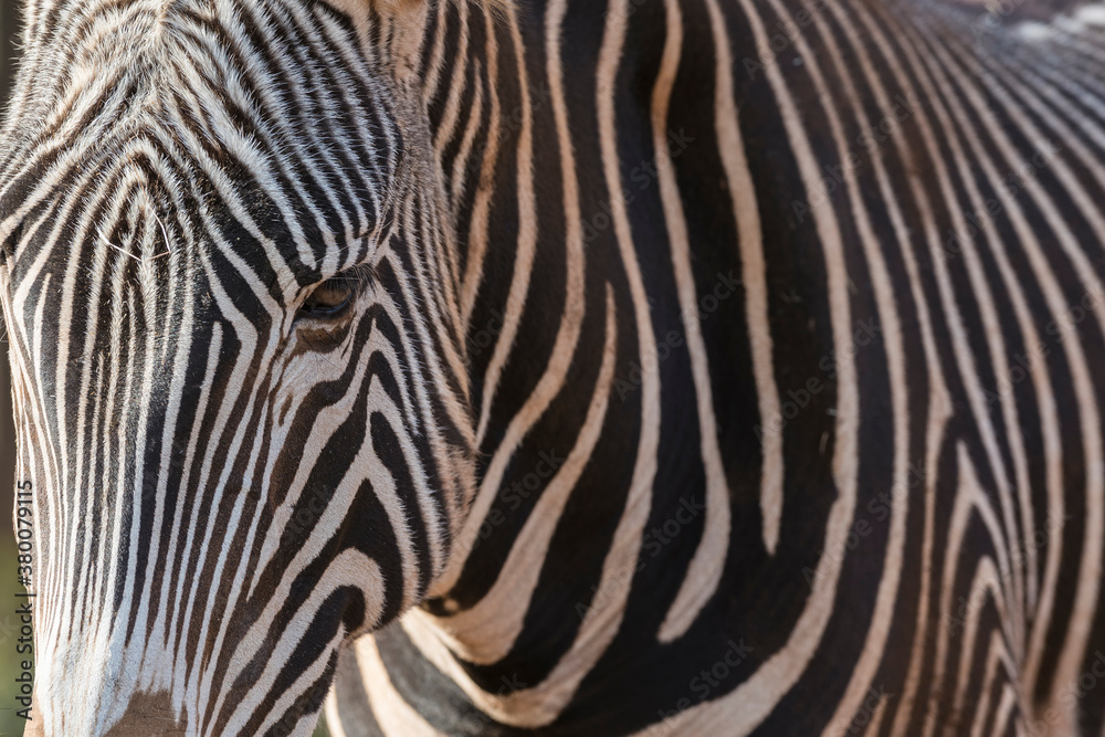 GrÔøΩÔøΩvy's zebra GrÔøΩÔøΩvy's zebra