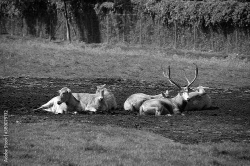 Pere David's deer, also known as the milu or elaphure, is a species of deer that is currently extinct in the wild all known specimens are found only in captivity. photo