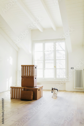 CHanging home with stack of cardboard boxes and a curious cat photo