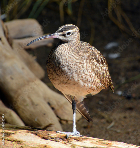 The spotted sandpiper (Actitis macularius) is a small shorebird. The genus name Actitis is from Ancient Greek aktites, 