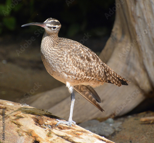 The spotted sandpiper (Actitis macularius) is a small shorebird. The genus name Actitis is from Ancient Greek aktites, 