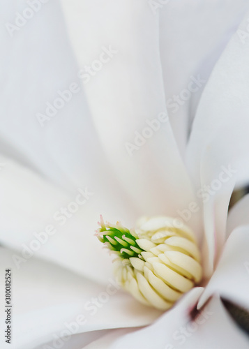 Macro shot of green and creamy pistils inside white Magnolia stellata flower