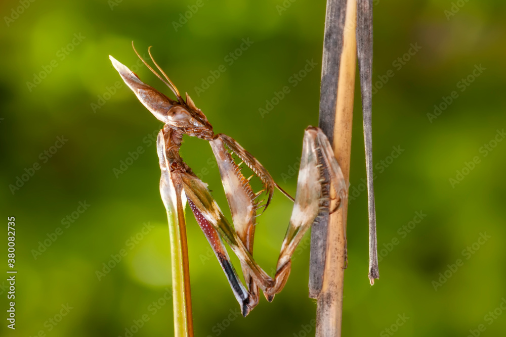 Close up of pair of Beautiful European mantis ( Mantis religiosa ) Close up of pair of Beautiful European mantis ( Mantis religiosa )
