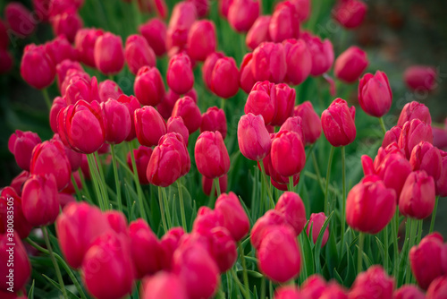 Many Red Tulips photo