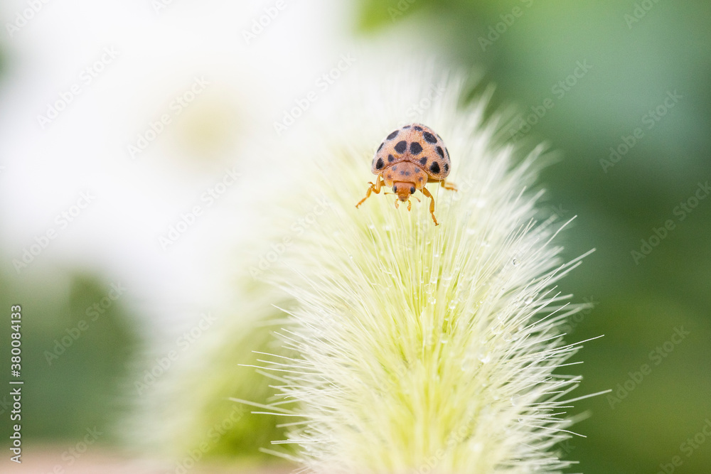 Fototapeta premium ladybug on grass macro