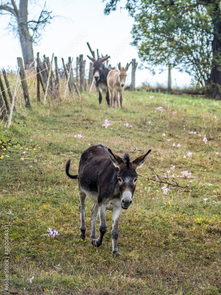 Naklejka premium Eselfamilie auf der Weide