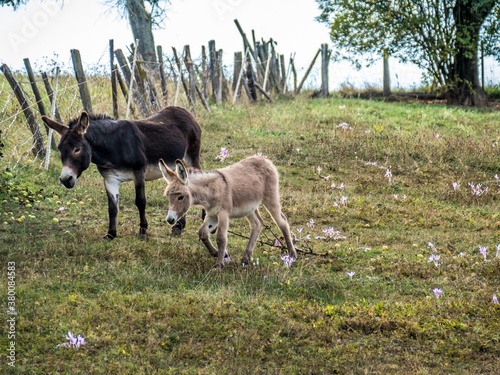Eselfamilie auf der Weide