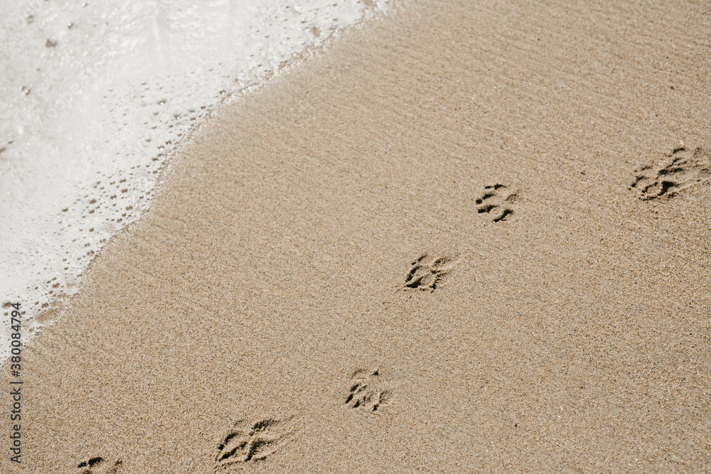 Dog Paw Prints Dog Paw Prints
