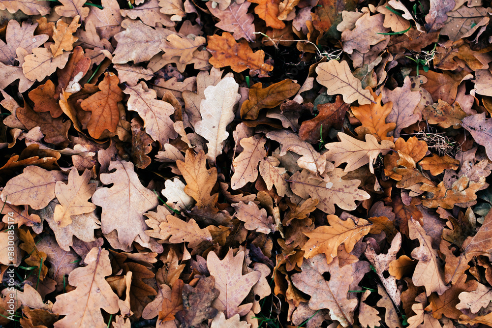 Autumn Leaves Autumn Leaves