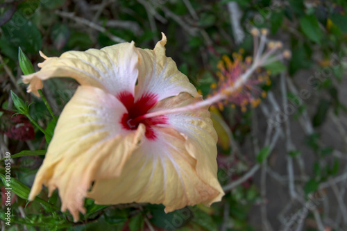 Hibiscus flower Tokoriki Island Fiji photo