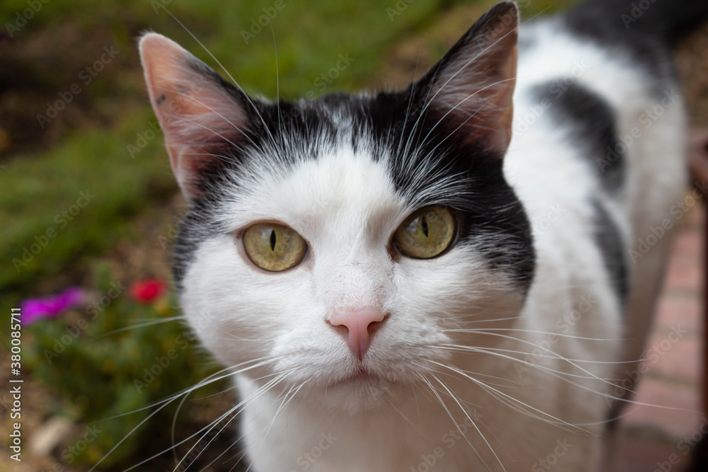 Closeup to a curious white cat with black spots pink nose, and green/yellow eyes looking at camera with green grass and garden at background. Cat portrait and pets concept Closeup to a curious white cat with black spots pink nose, and green/yellow eyes looking at camera with green grass and garden at background. Cat portrait and pets concept