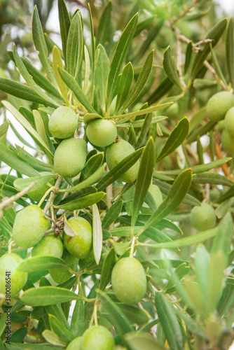 Olives in the tree