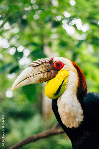 Wreathed Hornbill photo